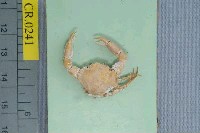 藏品(光滑光背蟹)的圖片